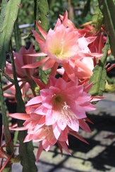Thousand Pinks Orchid Cactus, Epiphyllum, Epicactus, Epiphyllum 'Thousand Pinks'